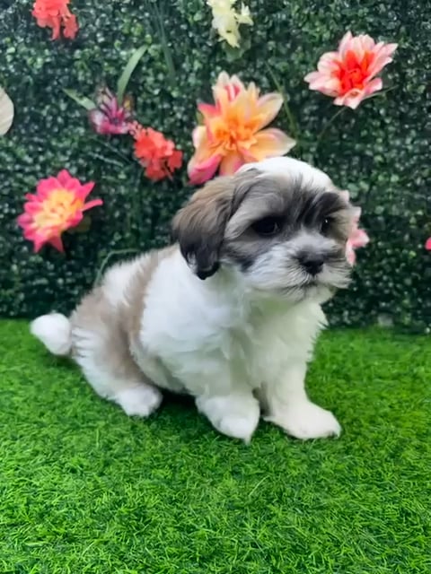 Male Teddy Bear puppy named Theo for sale at Puppy Dreams - Wichita West. video thumbnail
