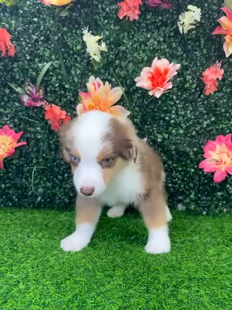 Male Mini Aussie puppy named Blaze for sale at Puppy Dreams - Wichita West. video thumbnail