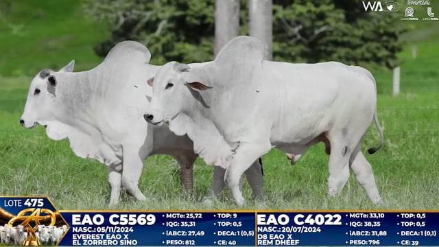 Lote 475