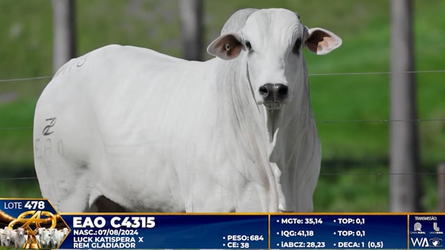 Lote 478