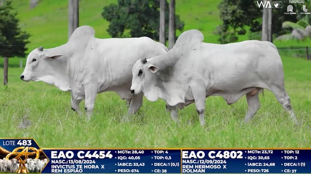 Lote 483