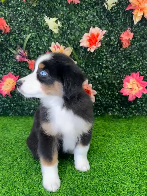 Female Mini Aussie puppy named Luna for sale at Puppy Dreams - Wichita West. video thumbnail