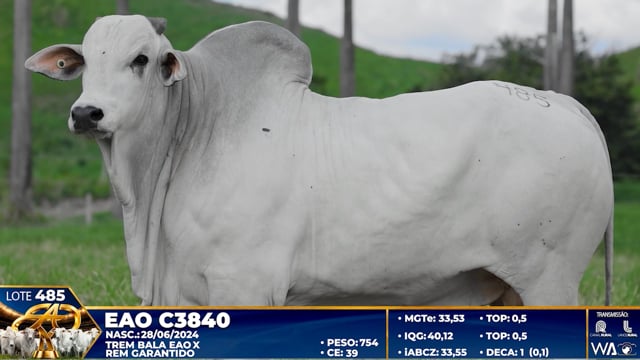 Lote 485