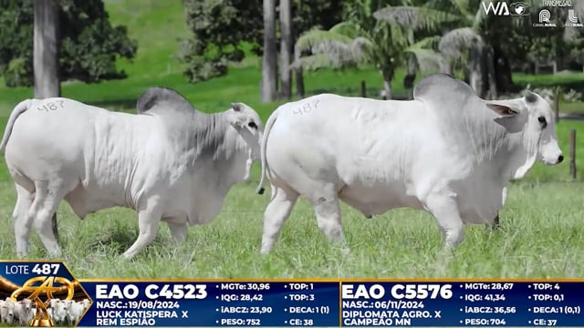 Lote 487