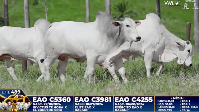 Lote 489