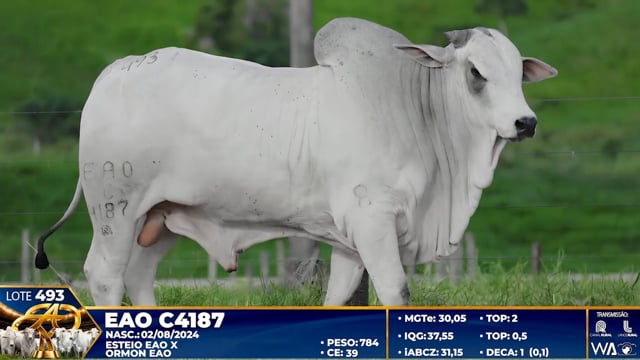 Lote 493