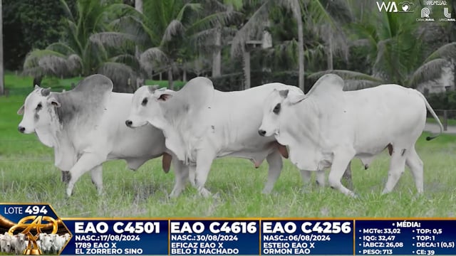 Lote 494