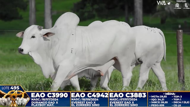 Lote 495