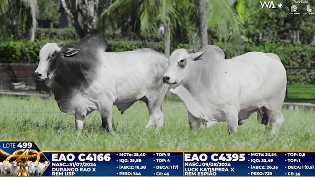 Lote 499
