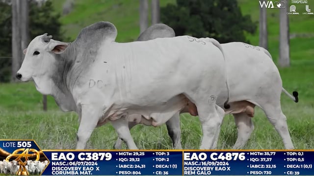 Lote 505