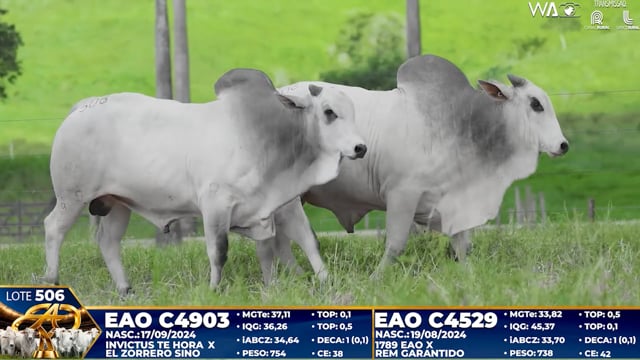 Lote 506