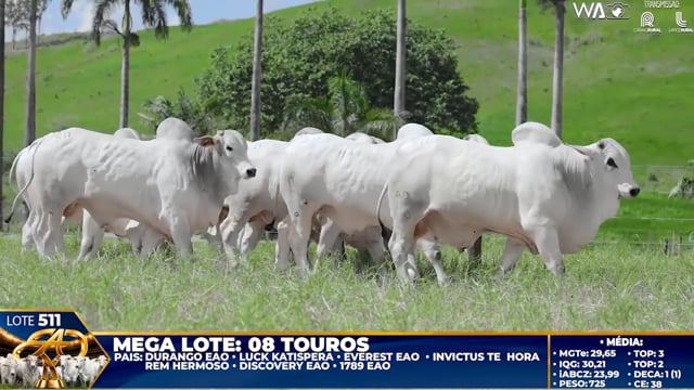 Lote 511