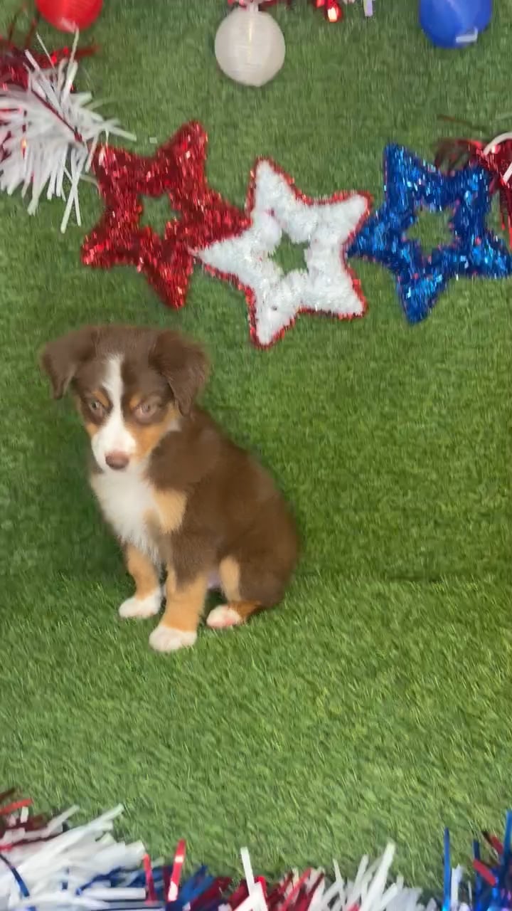 Male Mini Aussie puppy named Blaze for sale at Puppy Dreams - Idaho. video thumbnail