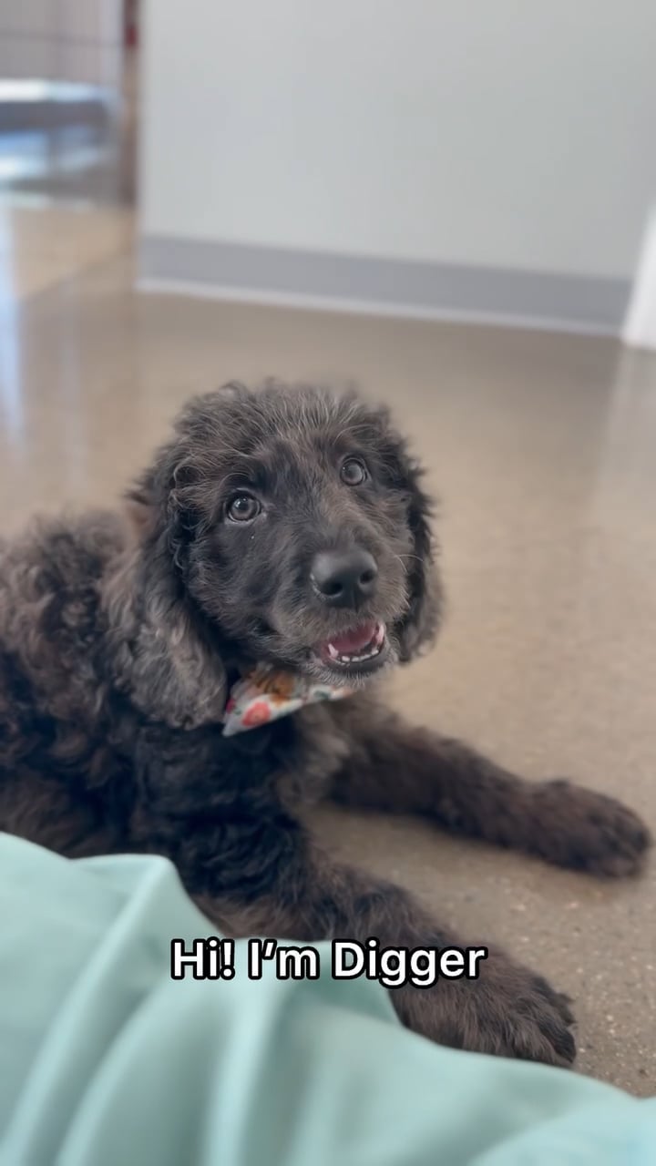 Male Mini Goldendoodle 2Nd Gen puppy named Digger for sale at The Puppy Palace CT. video thumbnail