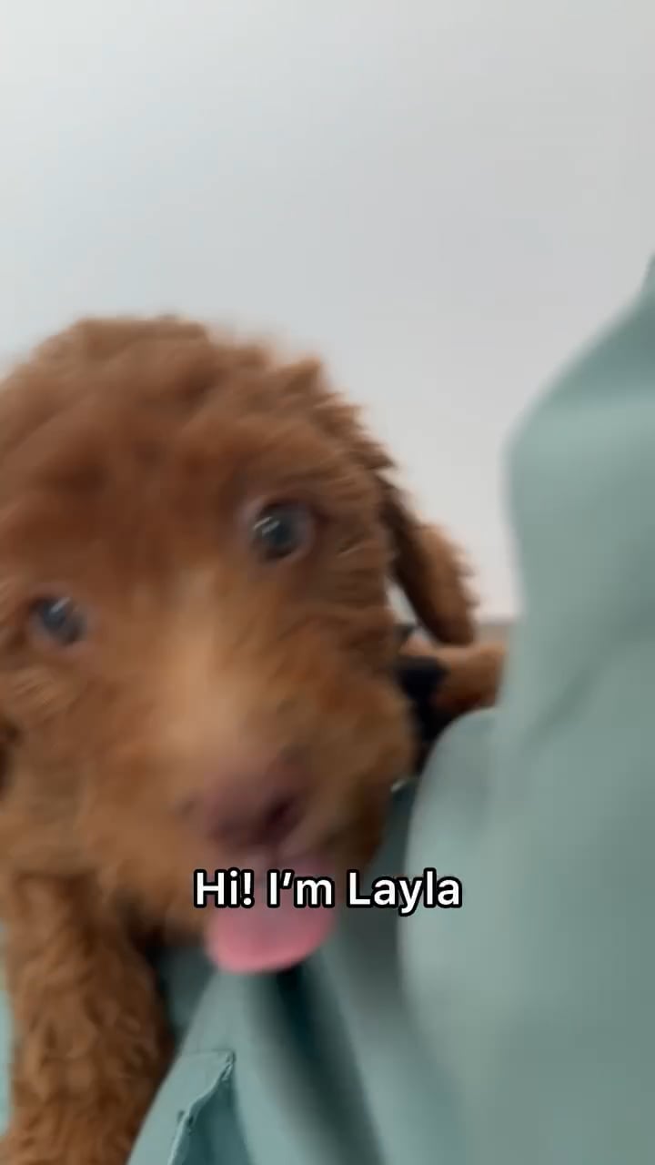 Female Mini Goldendoodle 2Nd Gen puppy named Layla for sale at The Puppy Palace CT. video thumbnail