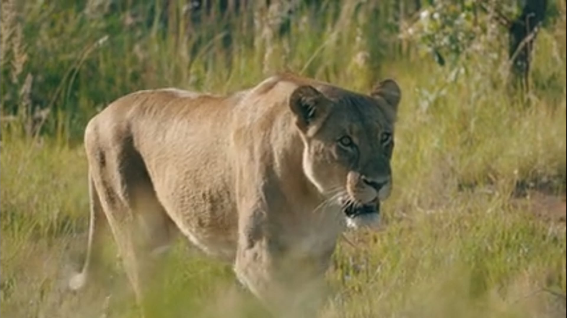 Ant Africa Safaris River Lodge Promo