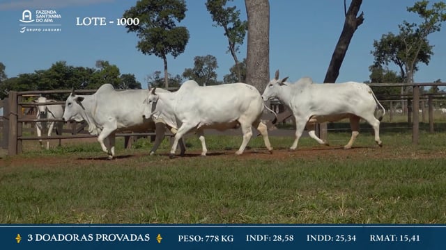 Lote 1000 - 3 Doadoras