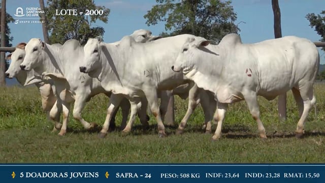 Lote 2000 - 5 Doadoras Jovens