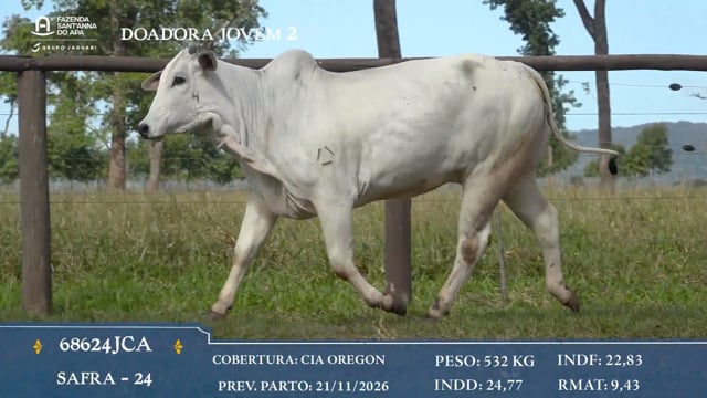 Doadora Jovem 2