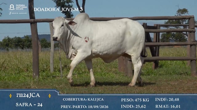 Doadora jovem 3