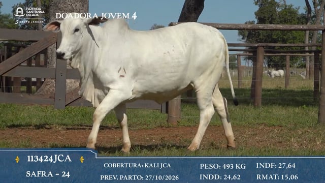 Doadora Jovem 4