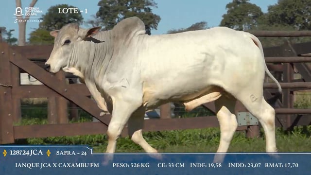 Lote 01