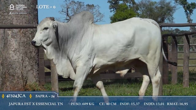 Lote 06