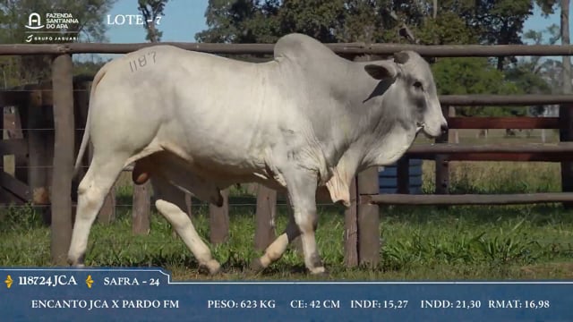 Lote 07
