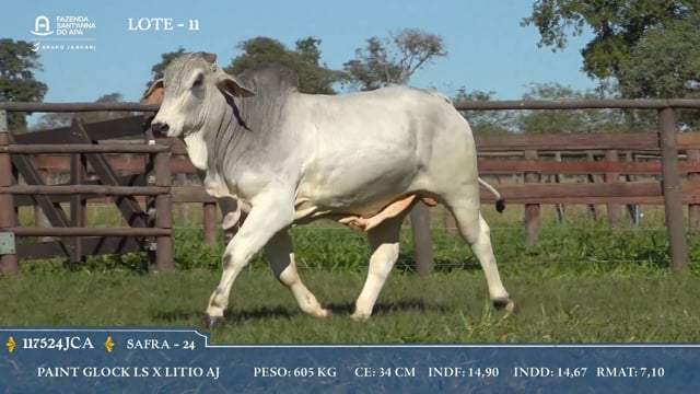 Lote 11