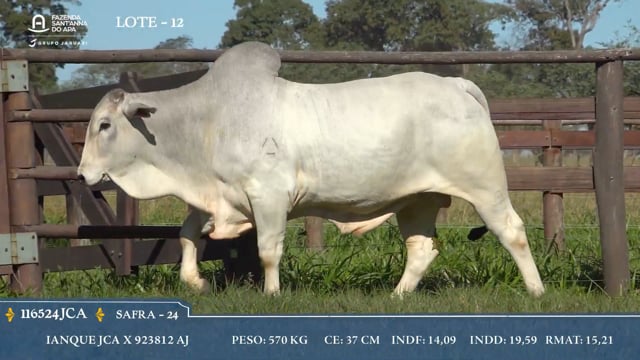 Lote 12