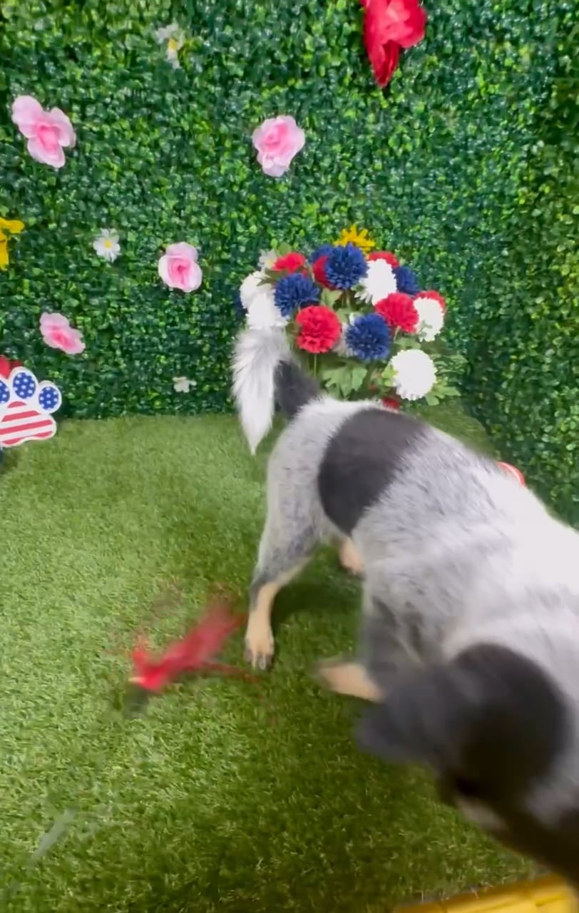 Female Australian Cattle puppy named Harper for sale at Puppy Dreams - Round Rock. video thumbnail