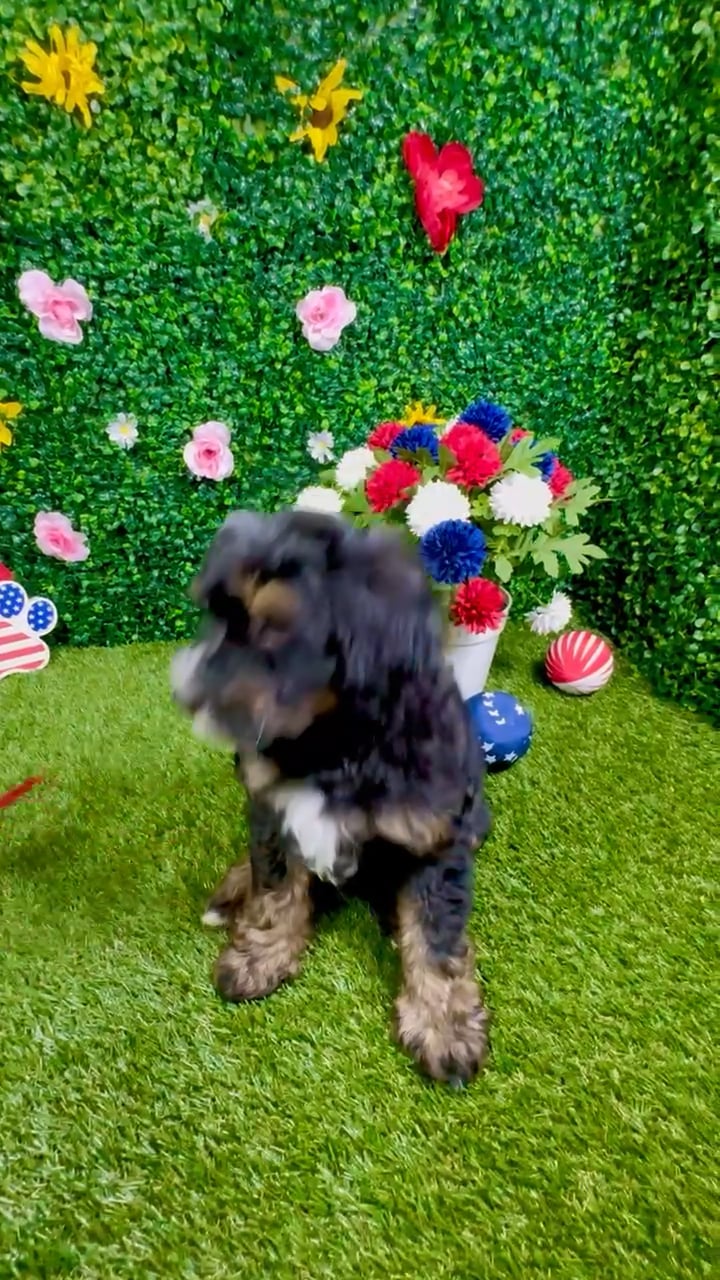 Male Bernedoodle puppy named Coco for sale at Puppy Dreams - Round Rock. video thumbnail