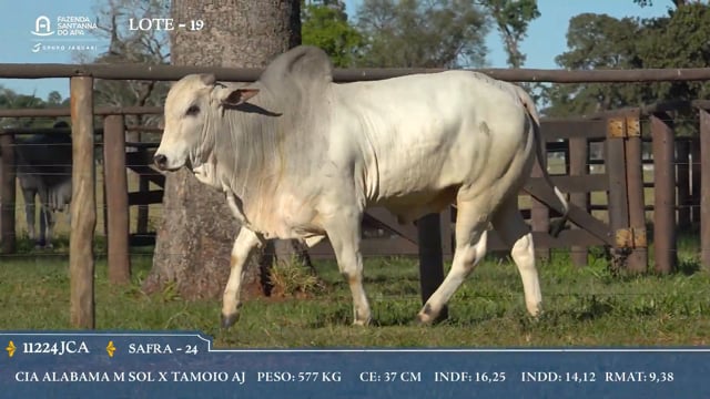 Lote 19