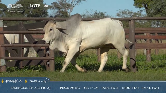 Lote 20