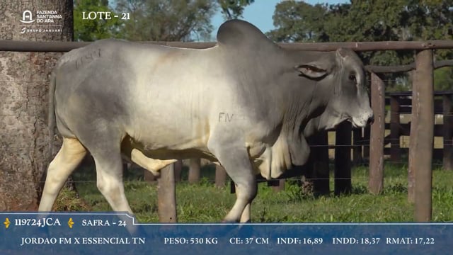 Lote 21
