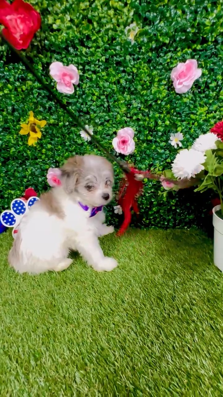 Female Pom-A-Poo puppy named Poppy for sale at Puppy Dreams - Round Rock. video thumbnail