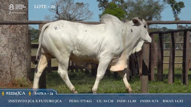 Lote 25