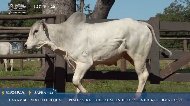 Lote 26