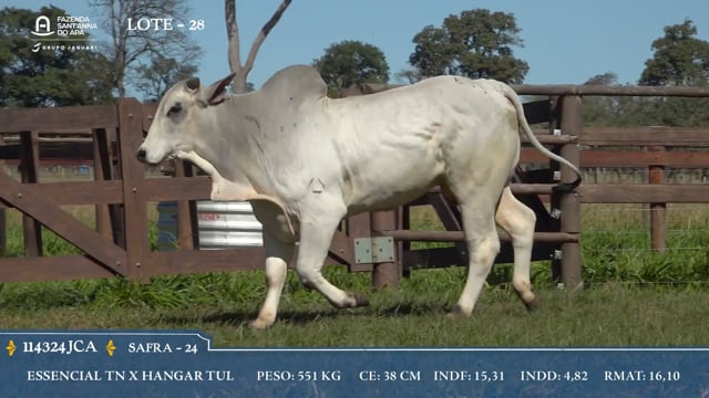 Lote 28