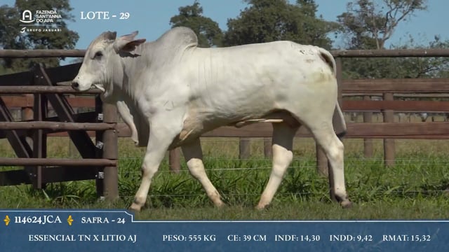 Lote 29