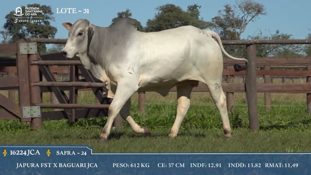 Lote 31