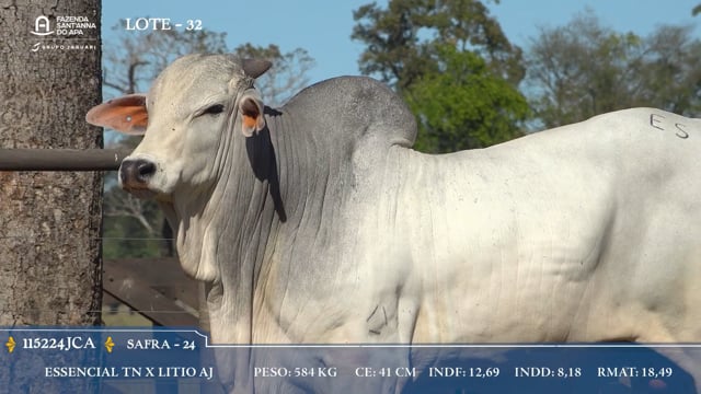 Lote 32