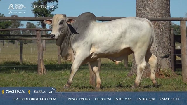 Lote 35
