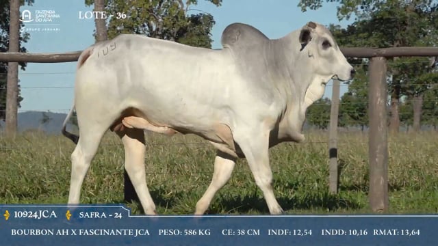 Lote 36