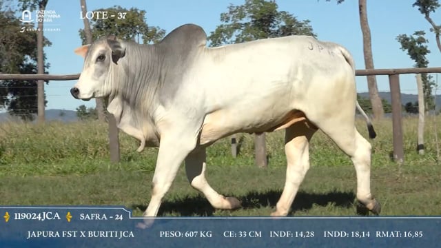 Lote 37