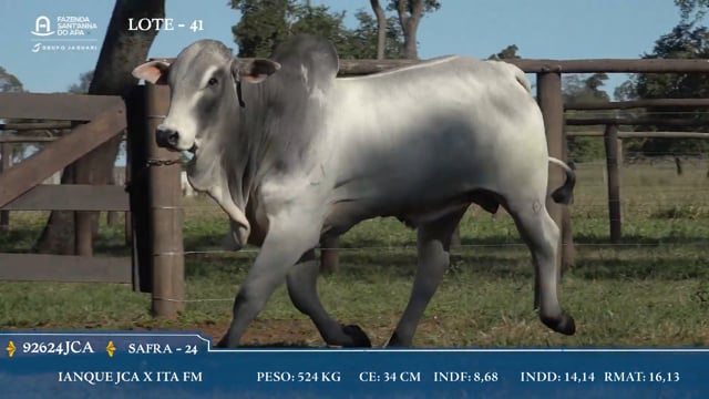 Lote 41
