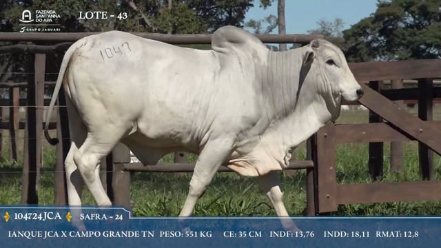 Lote 43