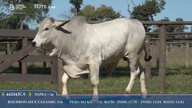 Lote 44