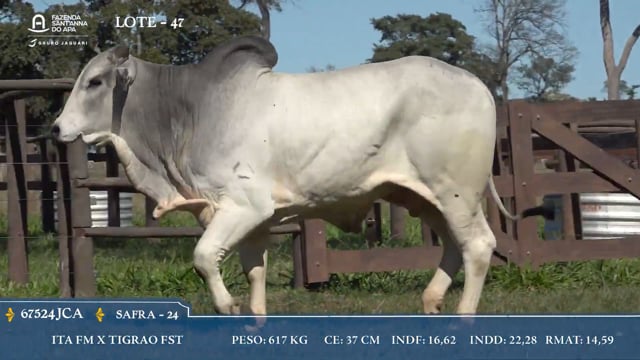 Lote 47