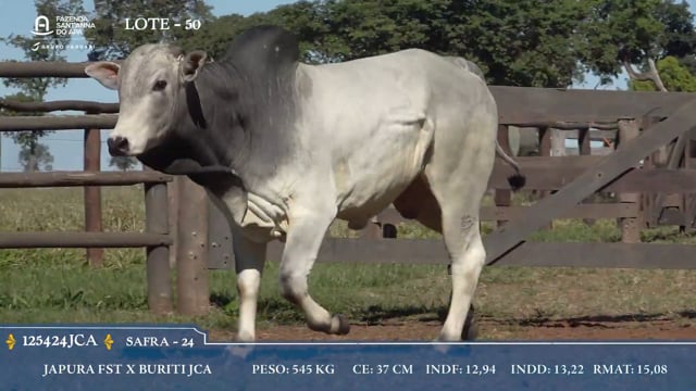 Lote 50